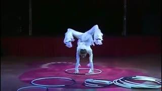 国产马戏团表演视频,国产马戏团表演风采掠影