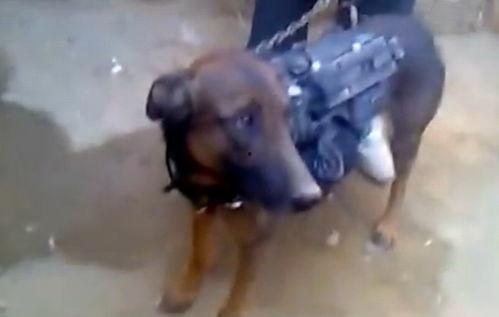 国产第一军犬视频播放,国产第一军犬视频展现实力与忠诚