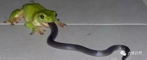 国产吃小鱼的蛇视频播放,蛇捕食小鱼惊心动魄瞬间