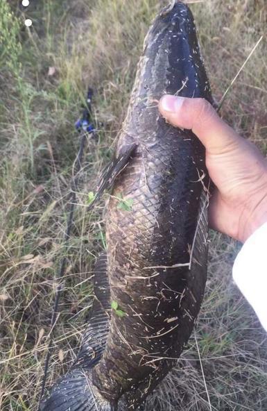 国产黑鱼怎么驯化视频教程,视频解析与实操步骤