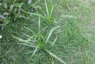 国产野草综合视频在线,探寻自然之美与生态智慧